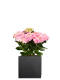 Hortensie (Hydrangea macrophylla) 50 cm - rosa
