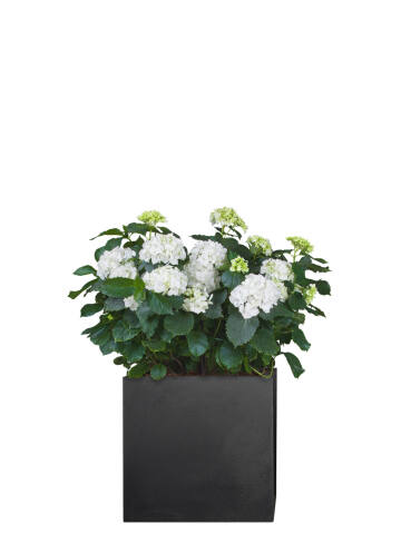 Hortensie (Hydrangea macrophylla) 50 cm - weiß