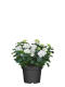 Hortensie (Hydrangea macrophylla) 50 cm - weiß