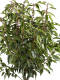 Kirschlorbeer (Prunus lusitanica) "Angustifolia"