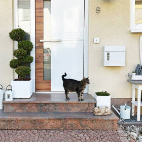 Moderne Hauseingangsgestaltung mit weißen Pflanzkübeln, Buchsbaumkugeln und einer Katze auf einer Haustreppe neben einer weißen Eingangstür