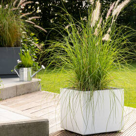 Modern gestaltete Gartenecke mit weißem, eckigen Pflanzkübel mit hohen Gräsern auf Holzplanken mit grünem Rasen