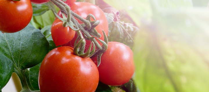 Reife Tomaten ernten