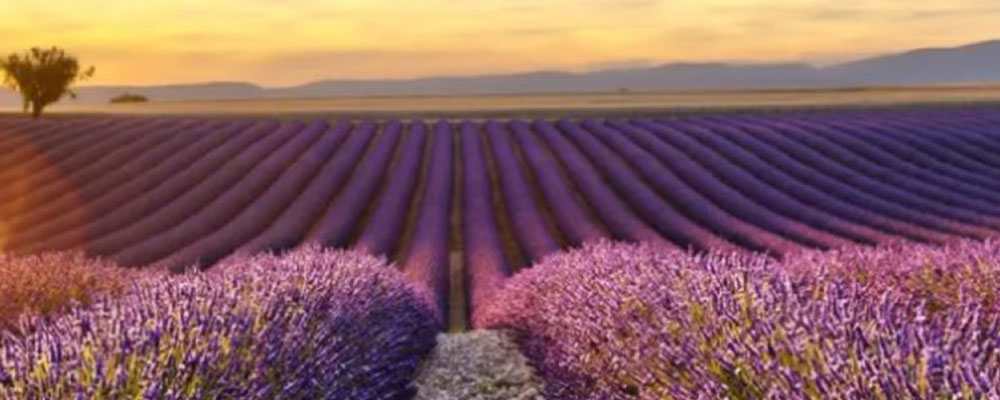 Lavendel Feld Frankreich