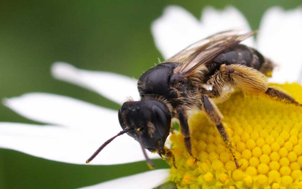 Biene bestäubt eine Margerite