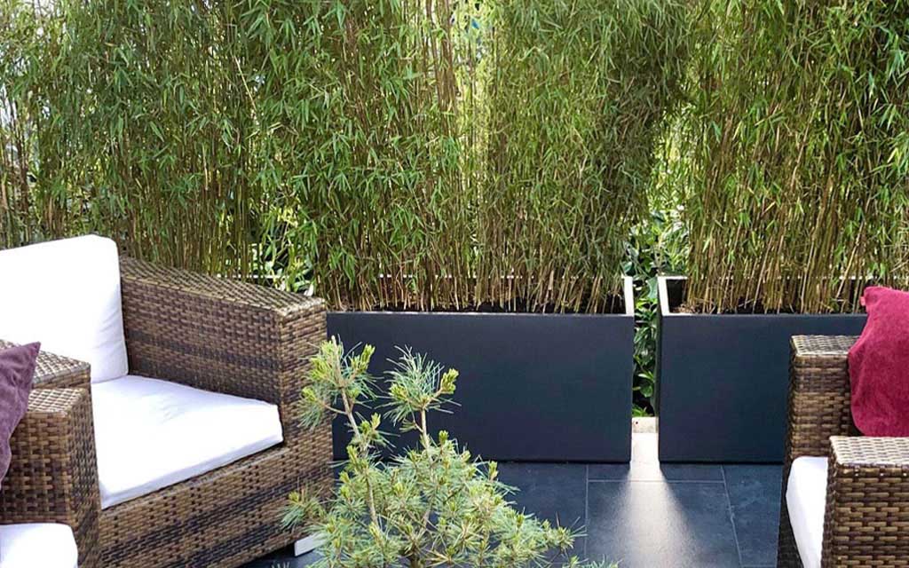 Dunkle Kübel mit Bambus bepflanzen
