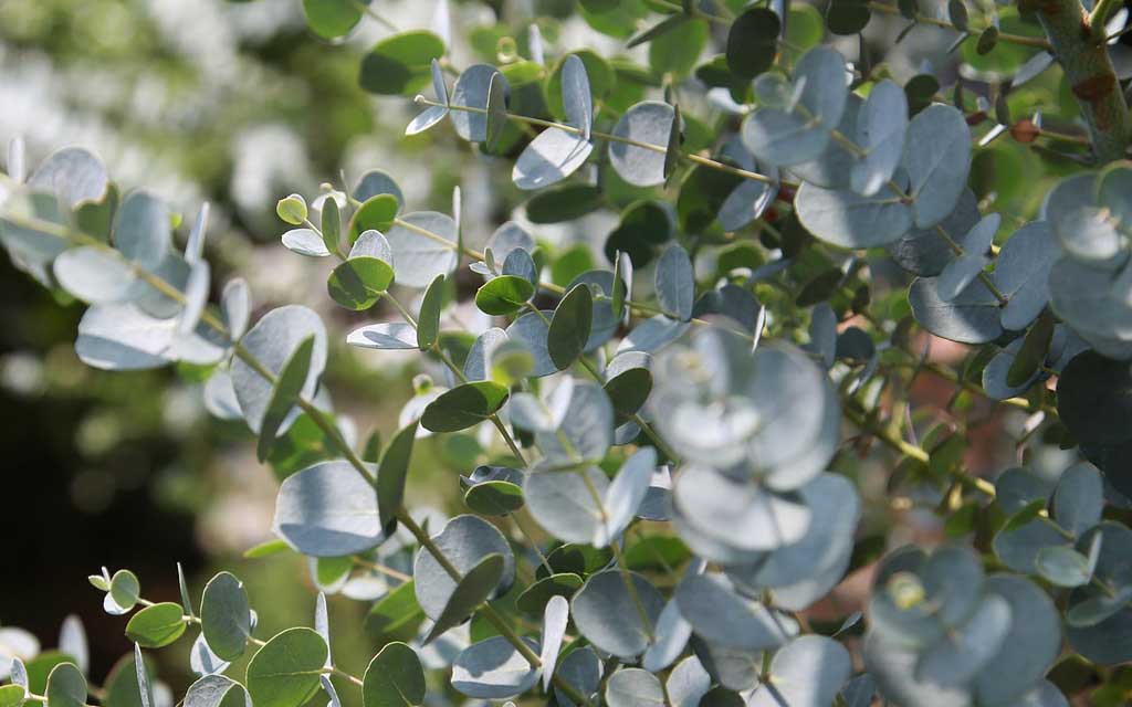 Eukalyptus Pflanze