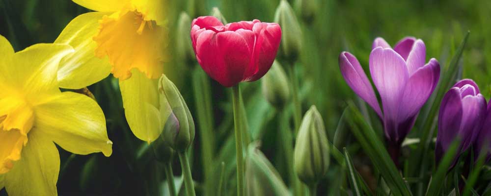 Frühlingsblüher Narzisse Tulpe und Krokus
