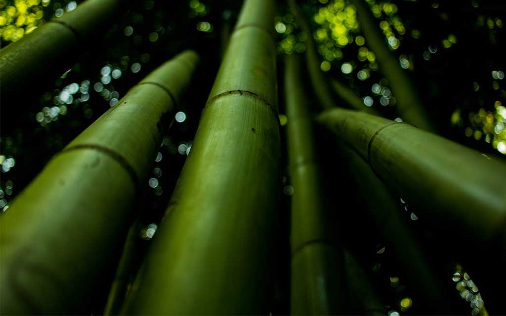 Gartengestaltung mit Bambus