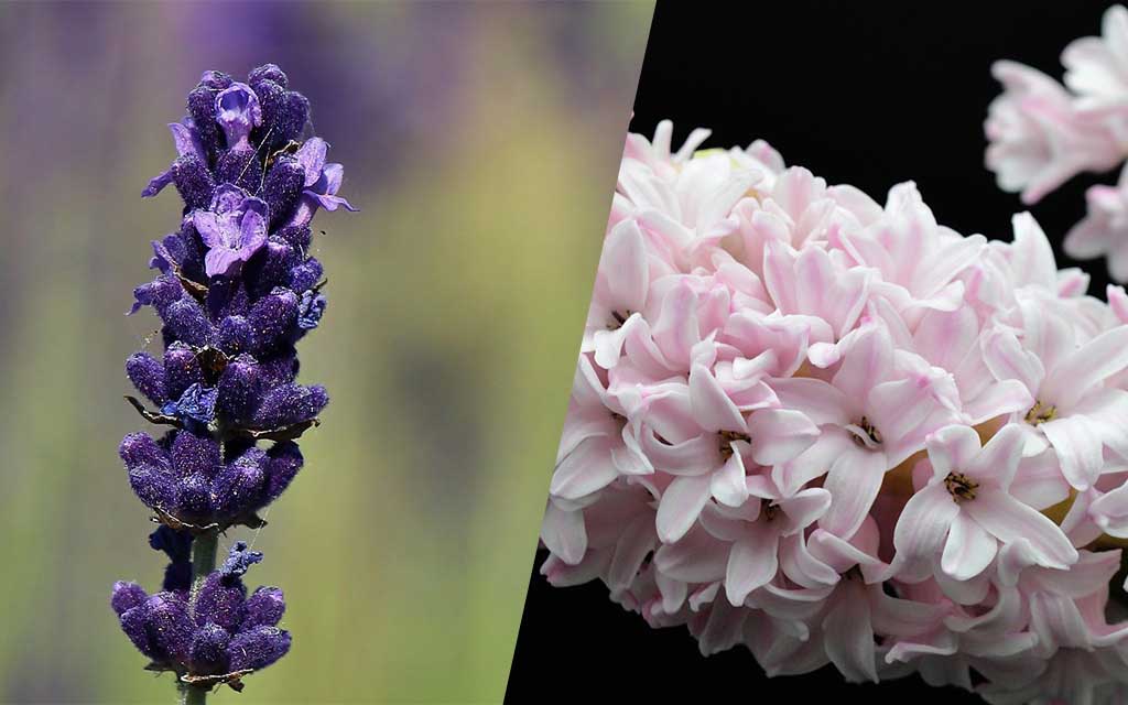 Lavendel und Hyazinthe