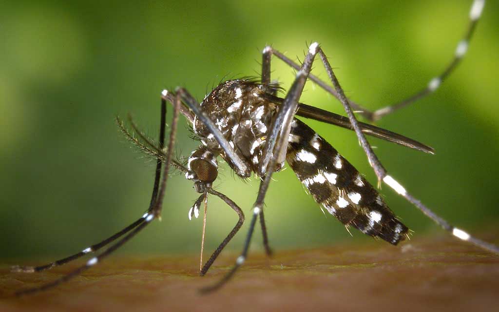Krankheiten die von Mücken übertragen werden