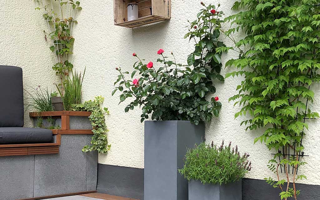 Rosen im Pflanzkübel